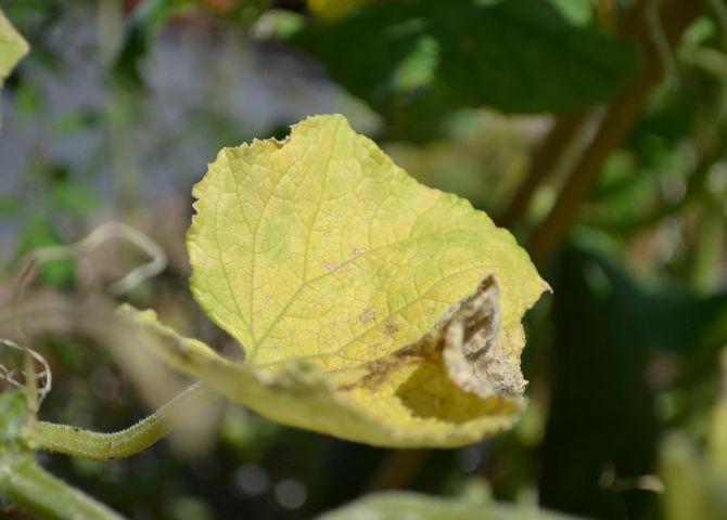 Que faire si les feuilles de concombre jaunissent