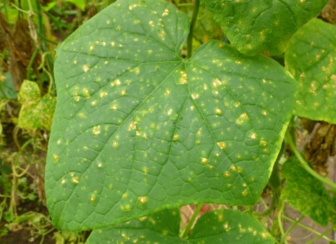 La maladie fongique laisse d'abord des taches sur le dessus qui ressemblent à de la rouille, puis des taches sèches sur les feuilles