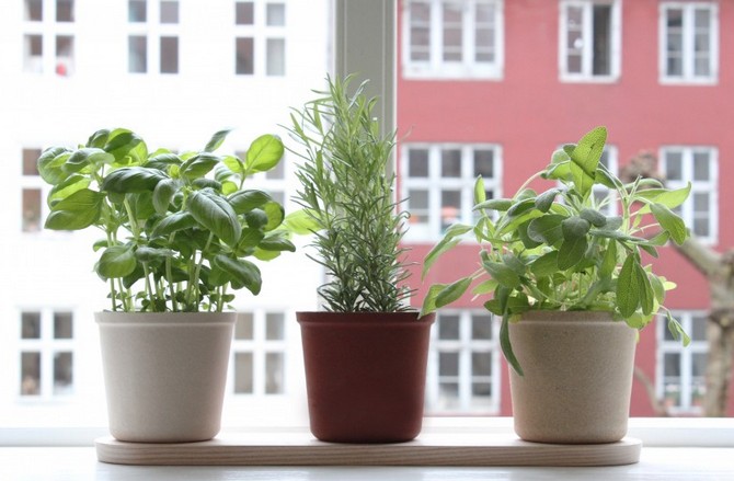 Légumes sur le rebord de la fenêtre. Règles de base pour la culture et les soins