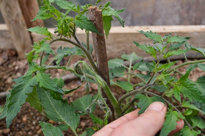 Les beaux-enfants apparaissent dès que la plante commence à fleurir et poussent à partir de la zone des sinus des feuilles