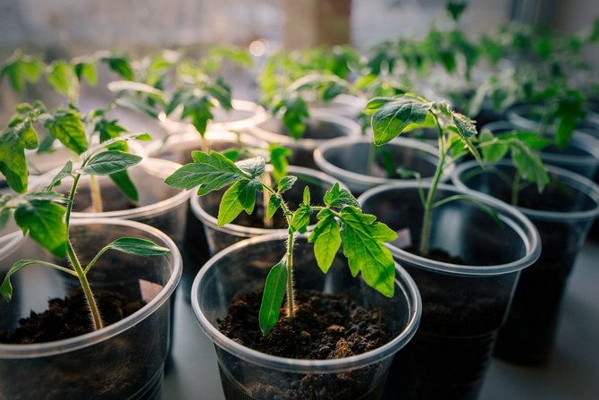 Conditions de température optimales pour la culture et la cueillette des plants de tomates