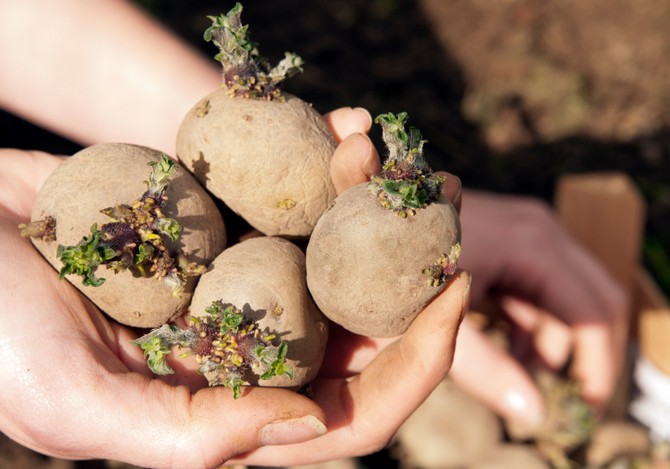 Les tubercules de pomme de terre sélectionnés pour la plantation doivent être germés un demi-mois avant la plantation.