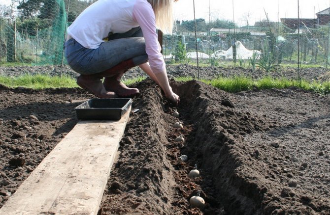 Plantation et nivelage des pommes de terre