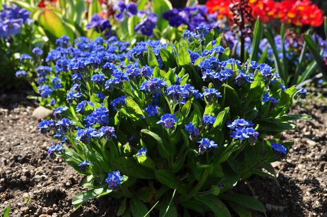 Malgré le fait que myosotis se réfère aux fleurs qui aiment la lumière, ce sera mieux pour elle dans une zone ombragée.