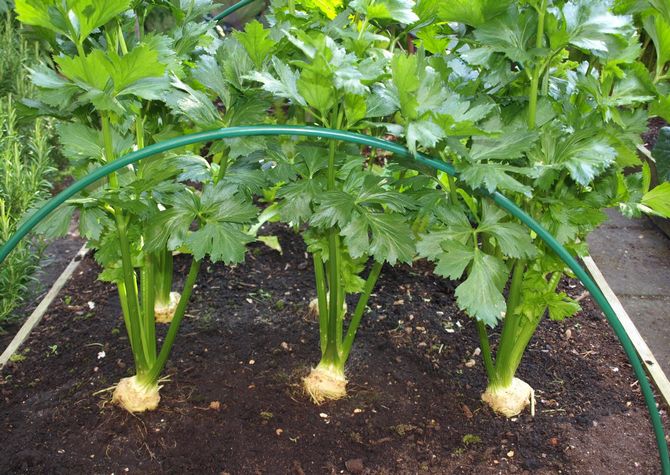 Planter du céleri-racine dans le sol