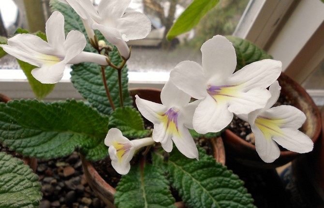 Pour arroser cette plante d'intérieur, vous devez utiliser uniquement de l'eau séparée depuis plusieurs jours.