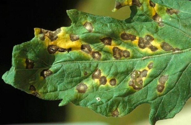 Très souvent, les coups de soleil sur les plantes ressemblent à ceci.