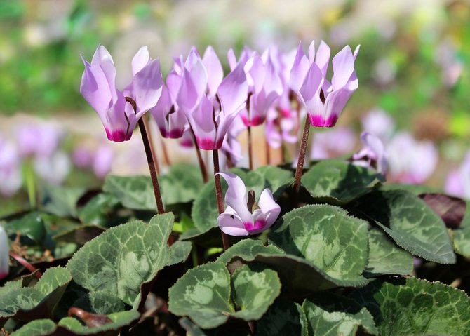 Guérisseurs de plantes d'intérieur. Plantes médicinales utiles