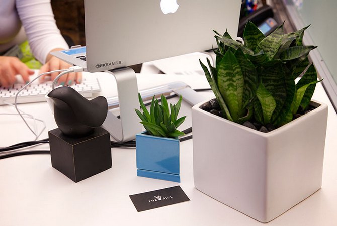 Entretien des plantes pour le bureau