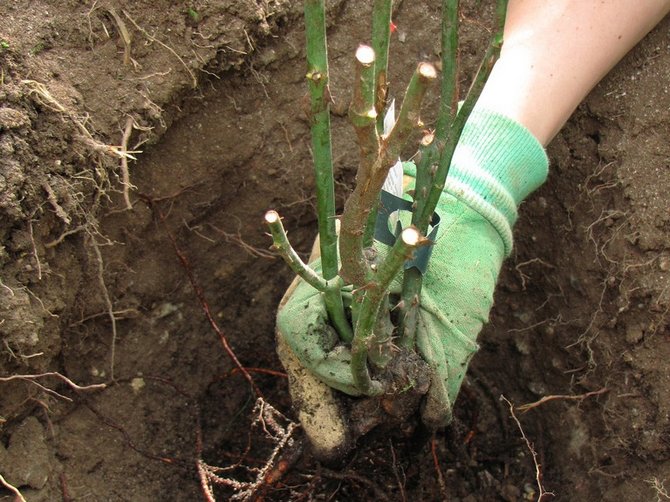 Pour la propagation des roses de jardin, il est préférable d'utiliser des boutures.