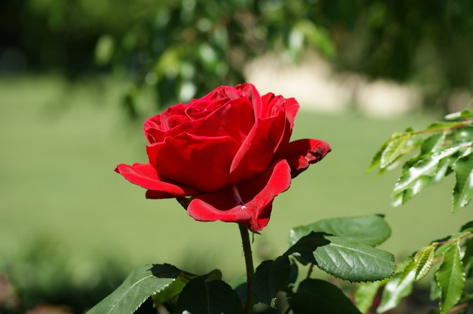 Des roses. Cultiver et prendre soin des roses. Plantation et sélection