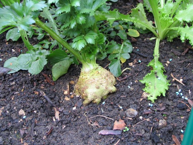 L'ameublissement du sol est l'un des moyens les plus simples de fournir à la plante l'air nécessaire.