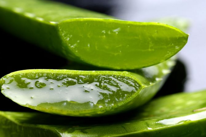 En trempant les graines dans du jus d'aloès, les plantes renforceront leur immunité.