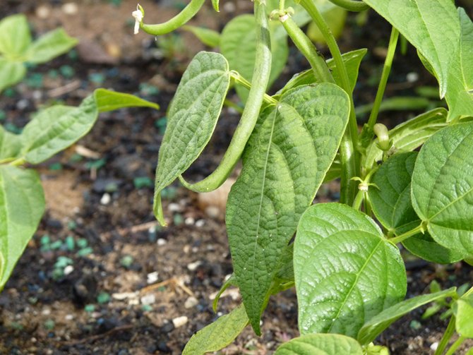 Comment faire pousser des haricots verts