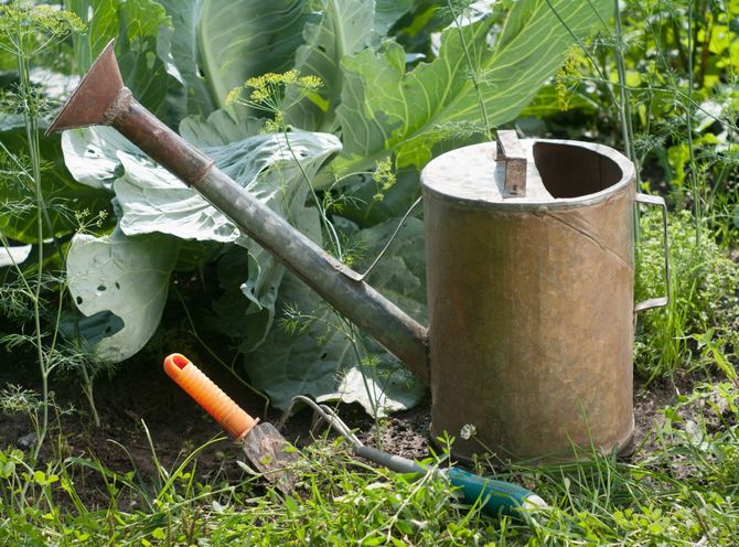 Maintenant, un litre d'engrais liquide doit être appliqué sous chaque plante.