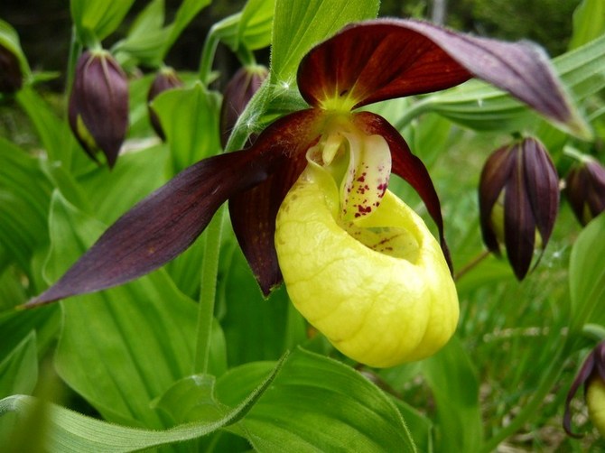 Pantoufle de dame. Paphiopedilum. Grandir et prendre soin à la maison