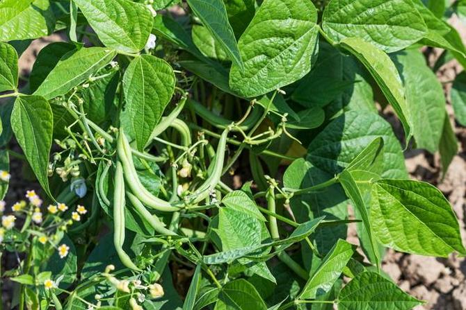 Toutes les variétés de haricots verts sont divisées en deux catégories - buisson et frisé