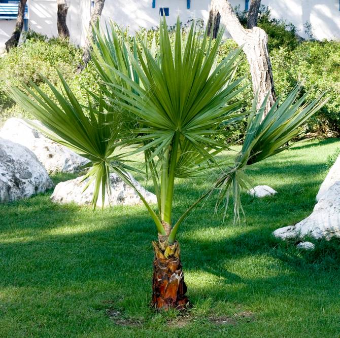 Variétés et types populaires de palmiers exotiques