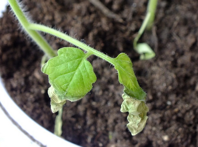 Les pointes des feuilles se dessèchent dans les plants de tomates