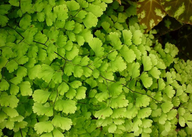 Maidenhair "Vénus des cheveux"