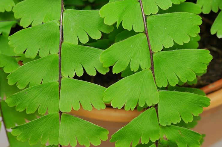 Maidenhair à queue