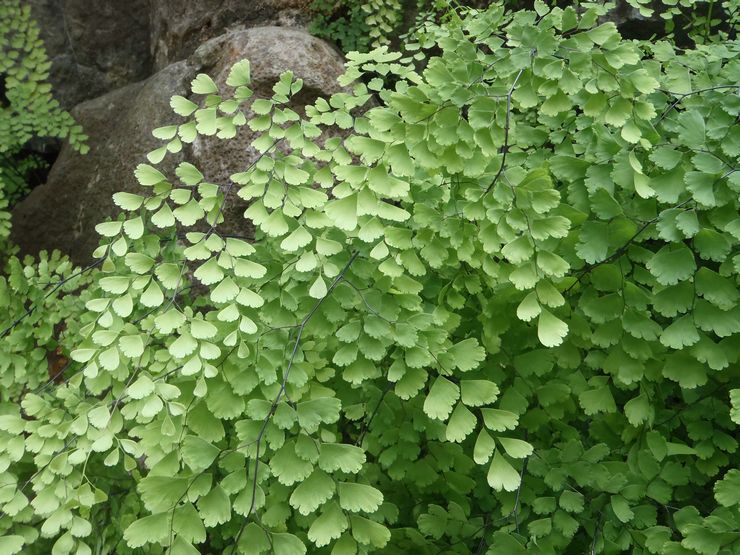 Maidenhair en forme de coin