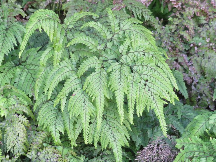 Maidenhair magnifique