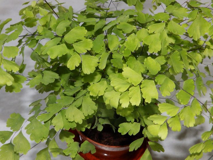 Parfum Maidenhair