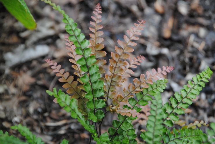 Maidenhair aux cheveux fins