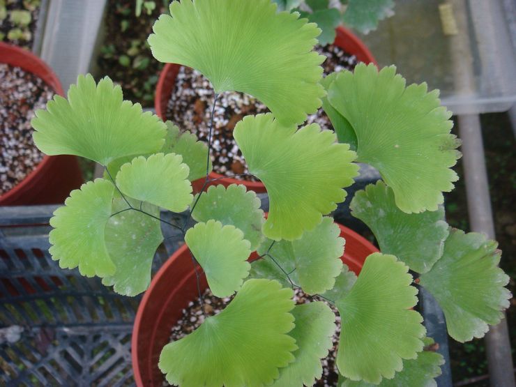 Division du maidenhair bush