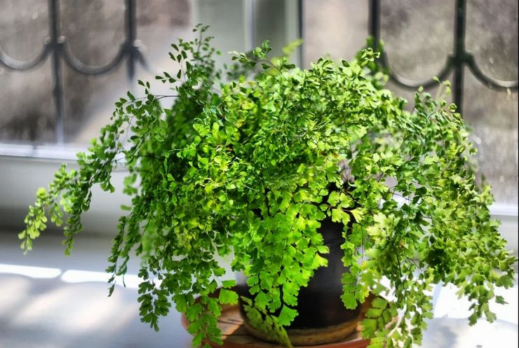 Grandir maidenhair