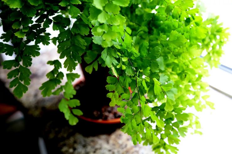 Propriétés du maidenhair