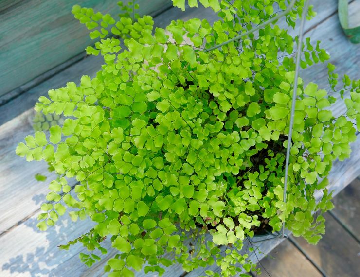 Maidenhair doux