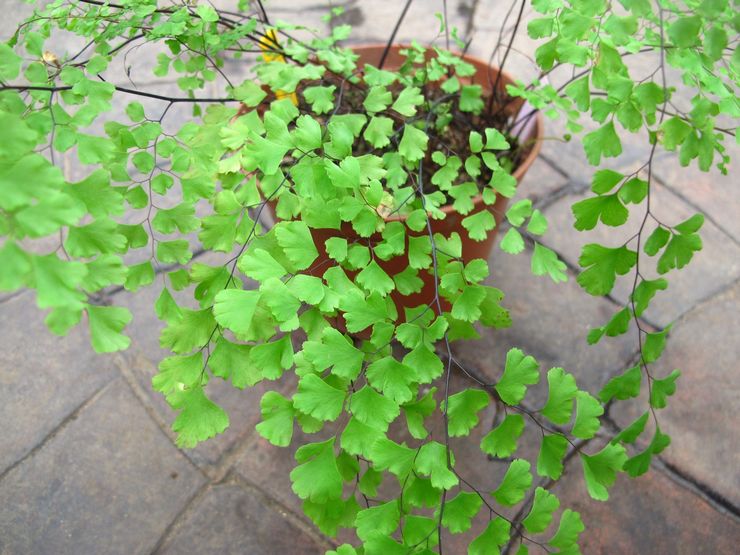 Difficultés à cultiver maidenhair