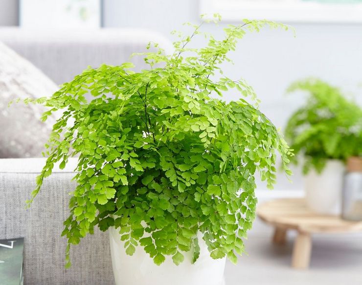 Soins à domicile pour maidenhair