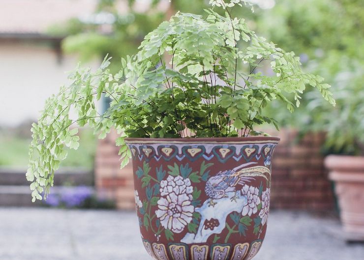 Humidité de l'air près du maidenhair