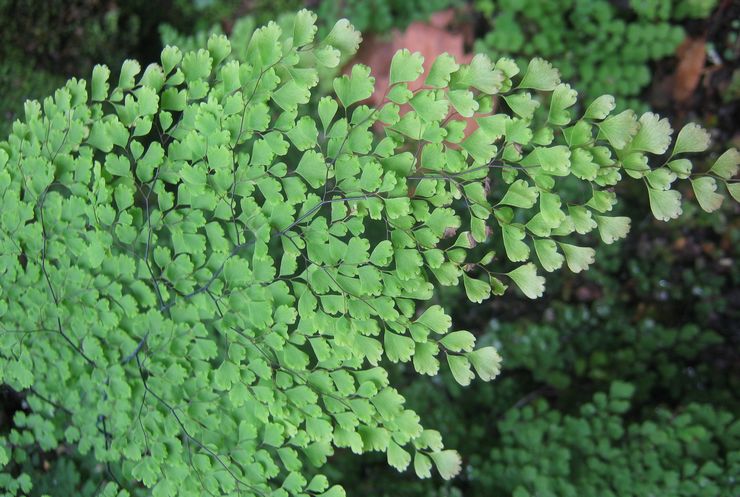 Maladies du maidenhair