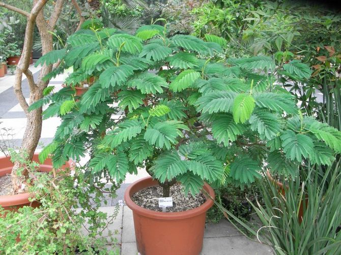 Albizia tolère à la fois l'air humide et modérément humide