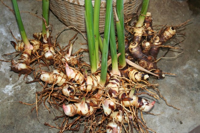 Propagation d'Alpinia