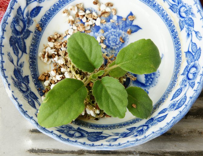 Une greffe n'est nécessaire pour l'alsobie que lorsque le système racinaire occupe complètement le pot de fleurs et enchevêtrent toute la masse de terre.