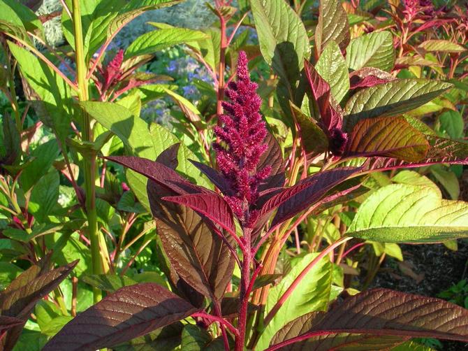 Cultiver des légumes d'amarante