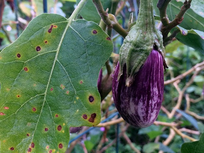 Les problèmes les plus courants avec les semis d'aubergines et leurs solutions