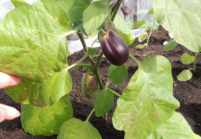 Les feuilles inférieures des semis d'aubergine jaunissent