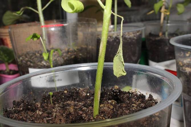 Les plants d'aubergine ne poussent pas