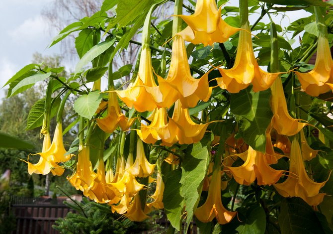 Brugmansia - soins et culture. Plantation et élevage de brugmansia. Description, types, photos