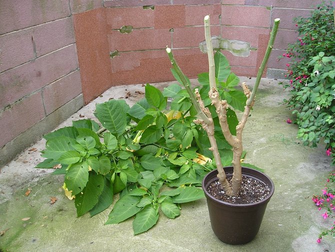 Règles d'élagage Brugmansia