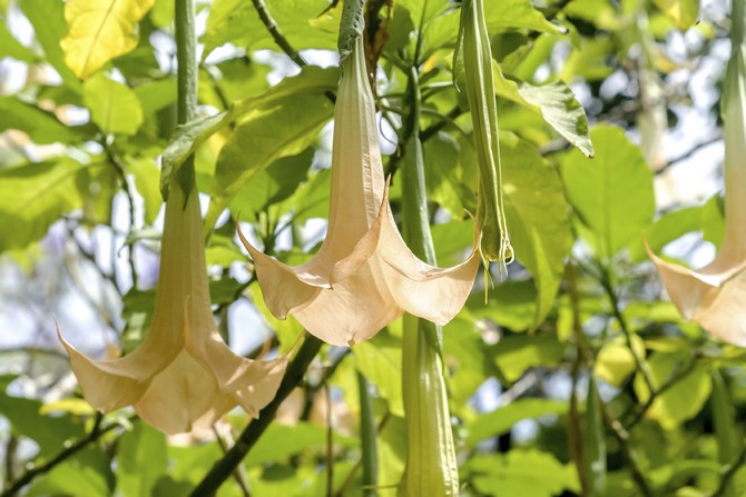 Types populaires de brugmansia