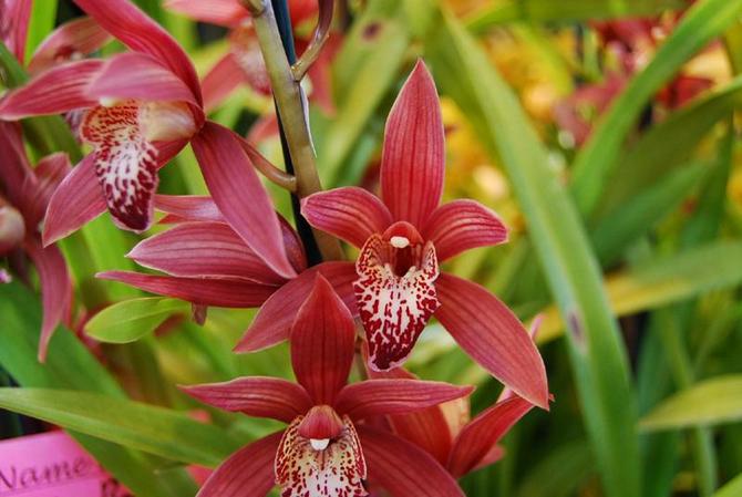 Période de floraison des orchidées cymbidium