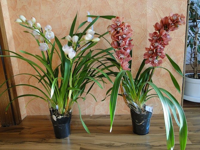 Soins à domicile pour l'orchidée cymbidium