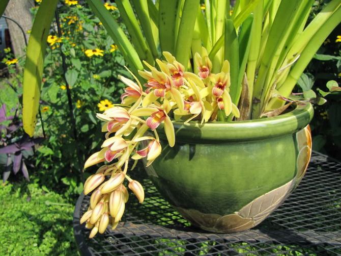 Le cymbidium est une fleur qui aime une alimentation de haute qualité. La plante est nourrie au moins une ou deux fois pendant la saison de croissance.